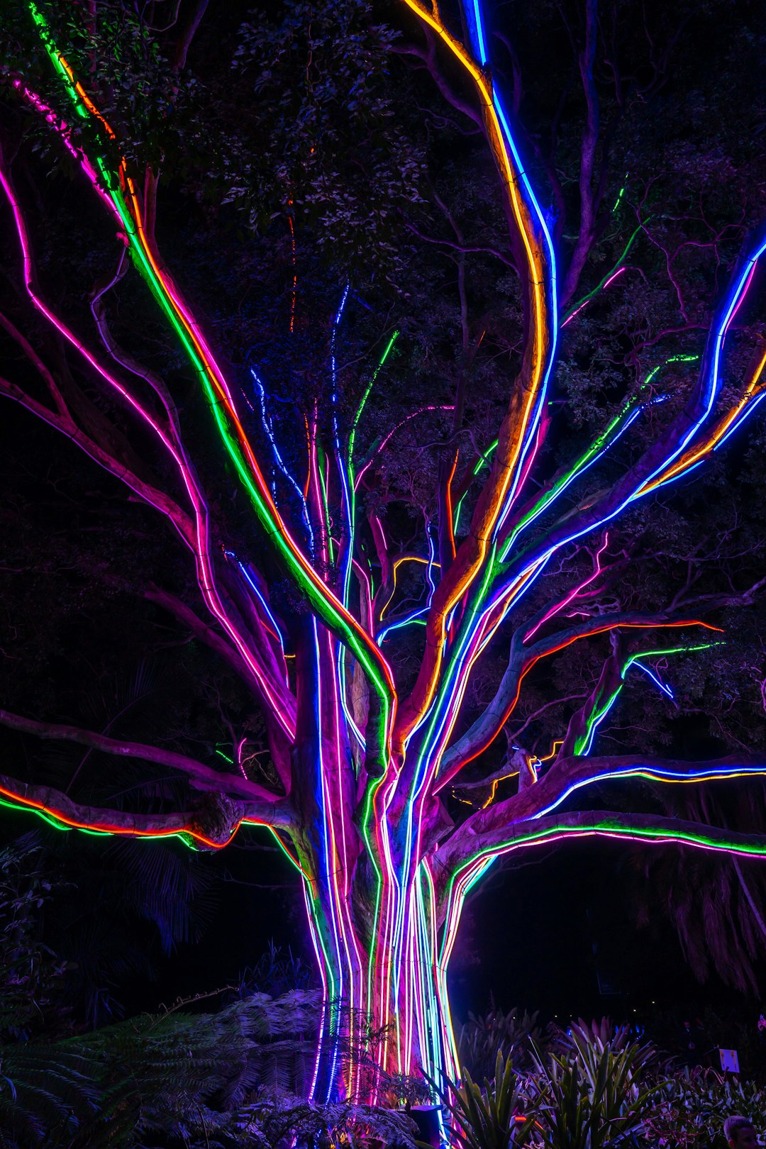 Mastering the First Impression: Your intriguing post title goes here Tree illuminated at night with colourful LED lights as part of the Vivid Festival in Sydney, Australia